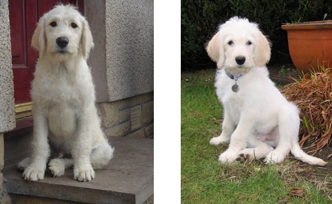 Australian Labradoodle Size Chart