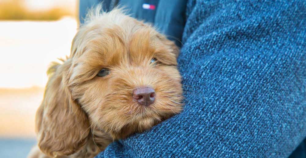 aussie labradoodle puppy