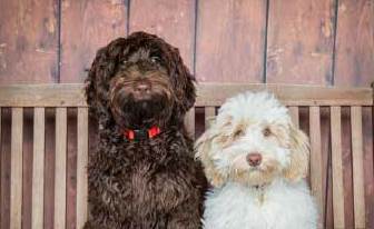 labradoodle and cocker spaniel