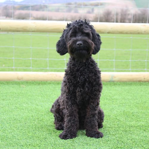 Australian Labradoodle Coat Colour - Lomond