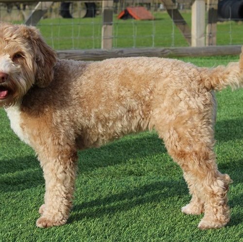 Australian Labradoodle Coat Colour - Lomond Hills Labradoodles