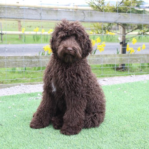 chocolate labradoodle with blue eyes