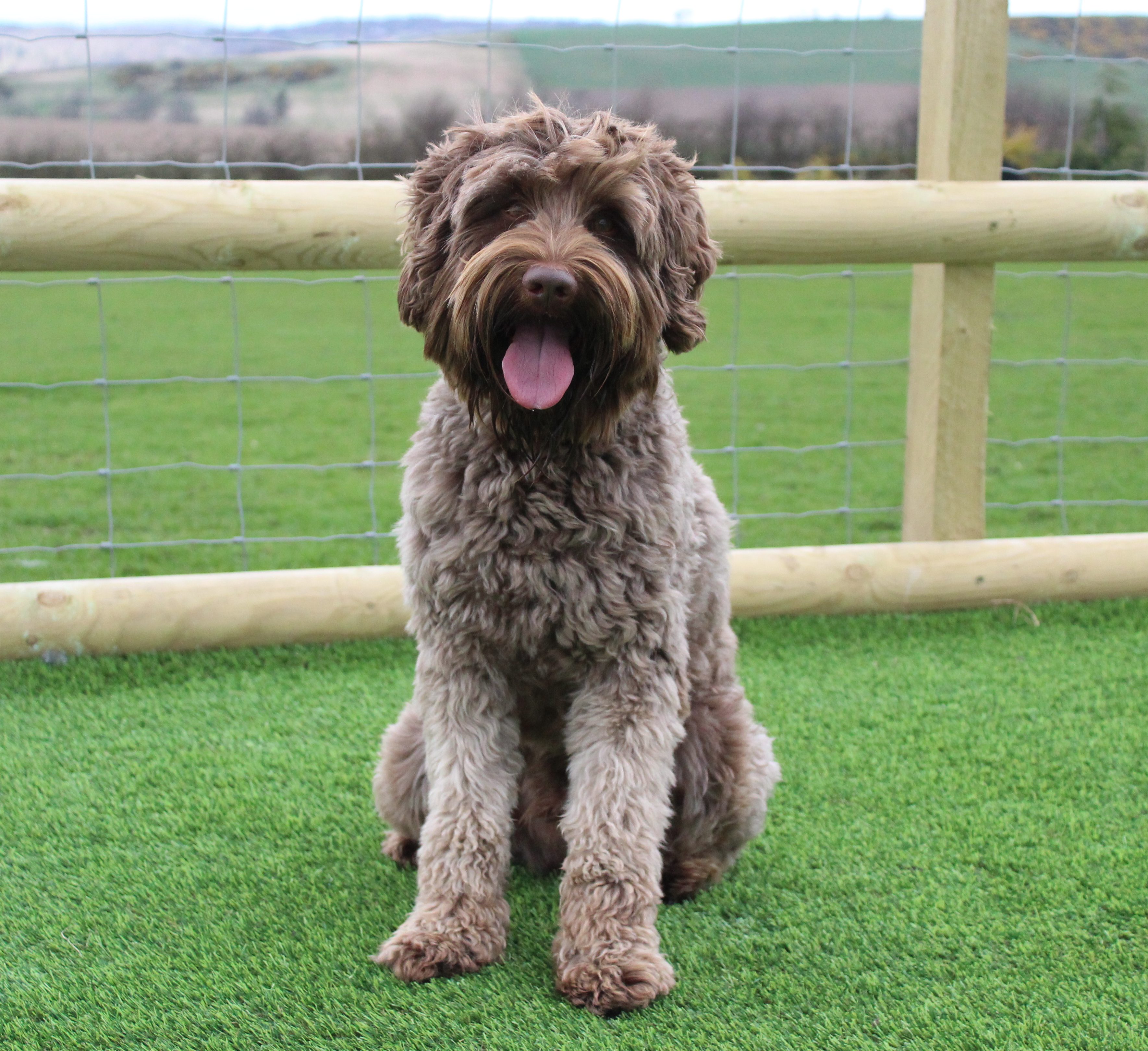 Lavender Lomond Hills Labradoodles