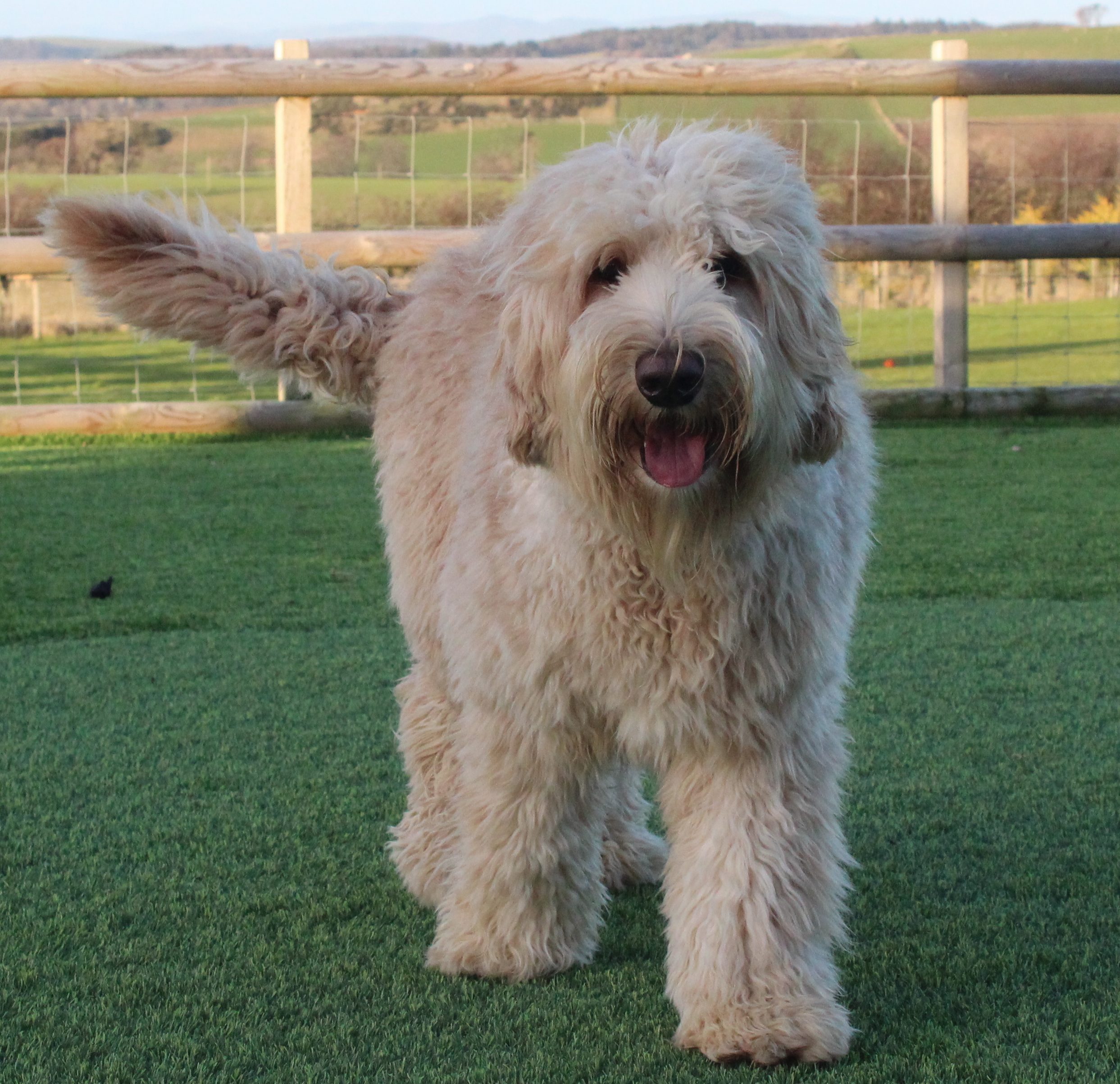 Angus Lomond Hills Labradoodles