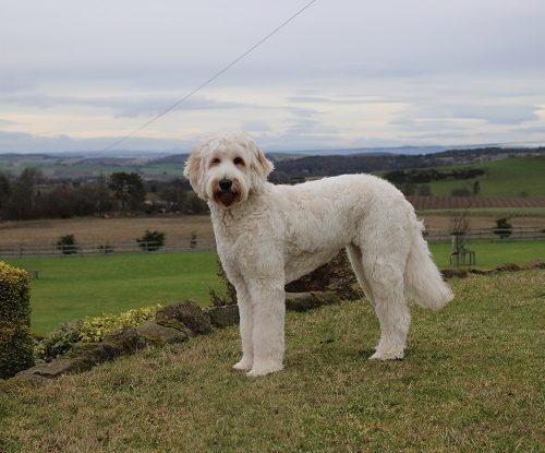 available-puppies-for-sale-lomond-hills-labradoodles