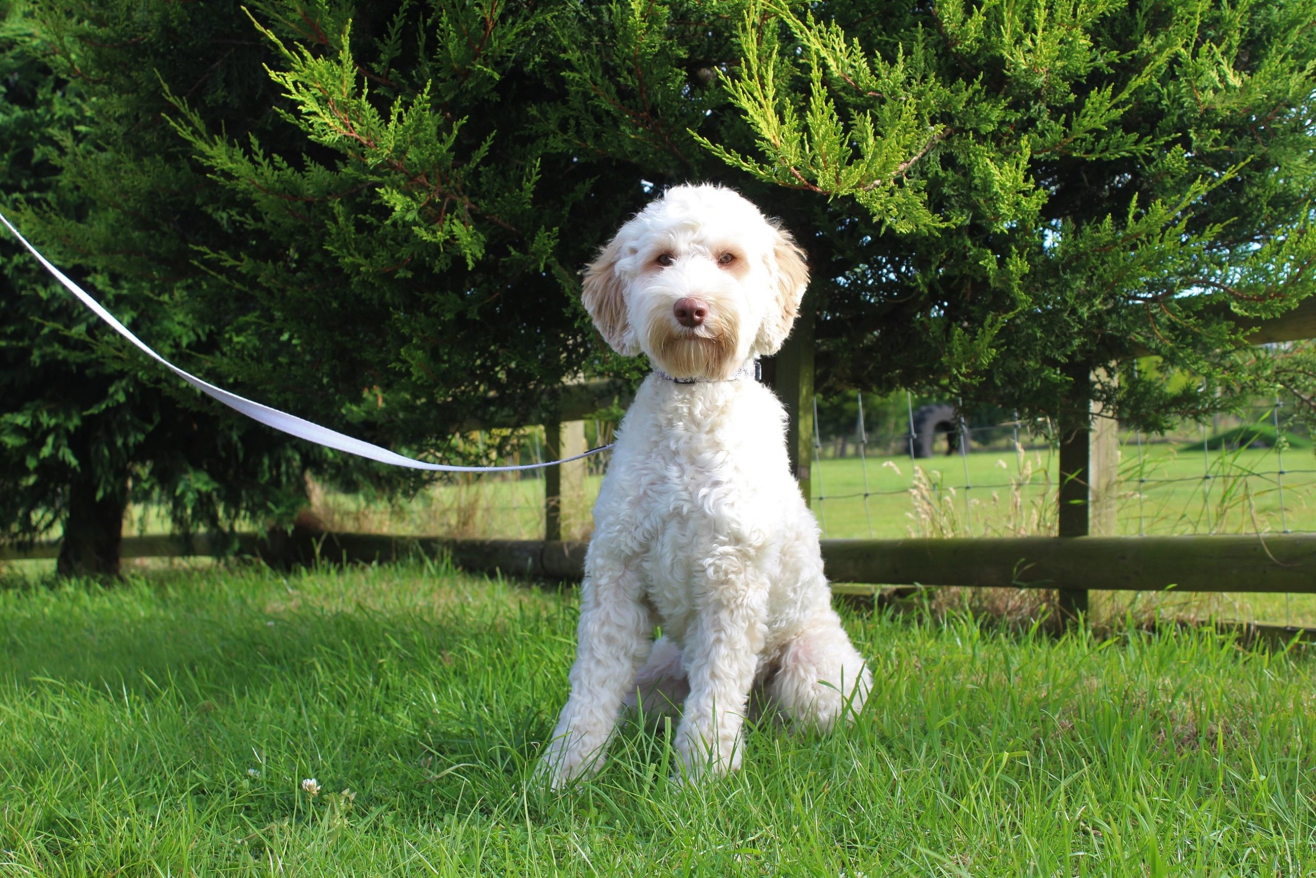 bonnie-lomond-hills-labradoodles