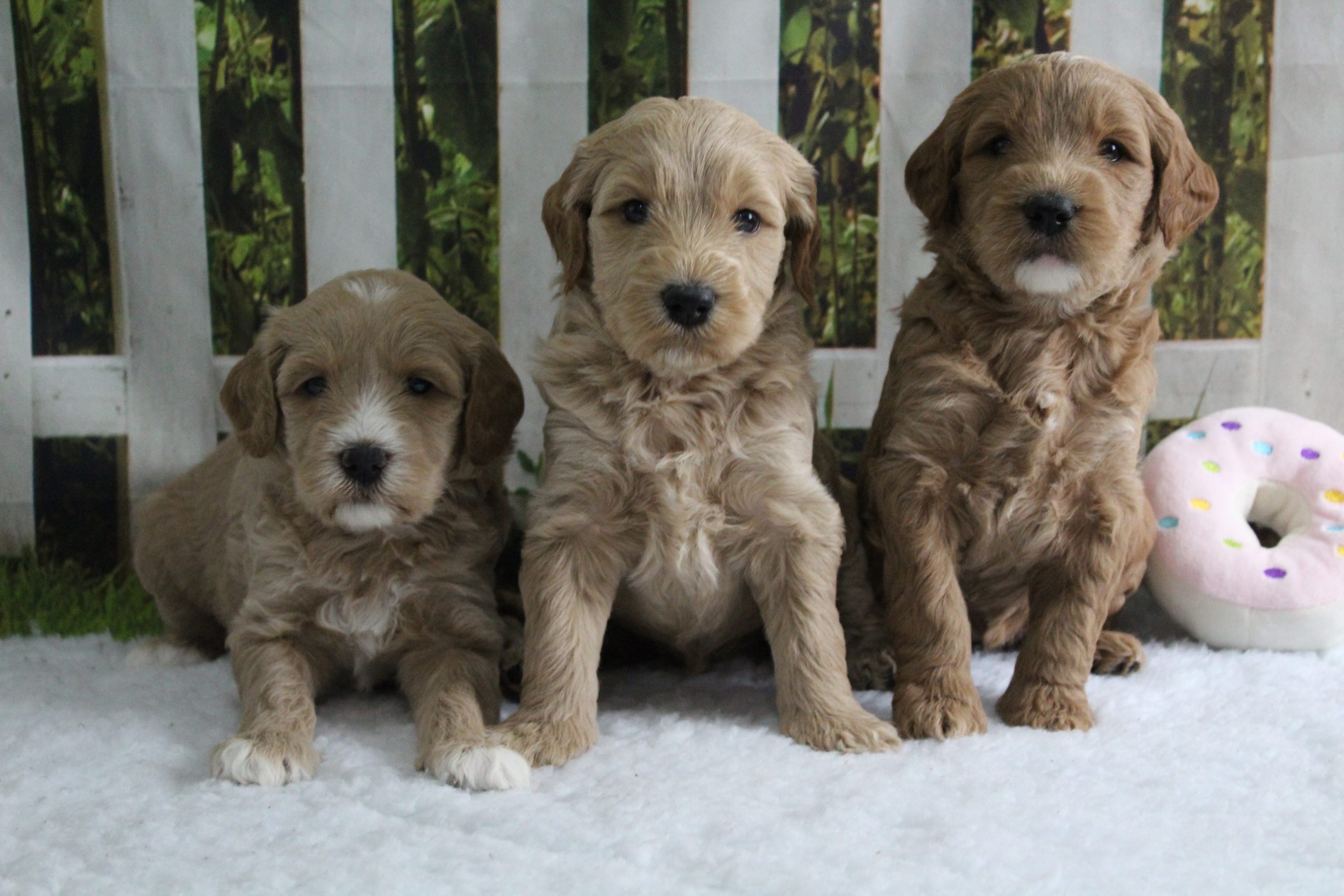 available-puppies-for-sale-lomond-hills-labradoodles