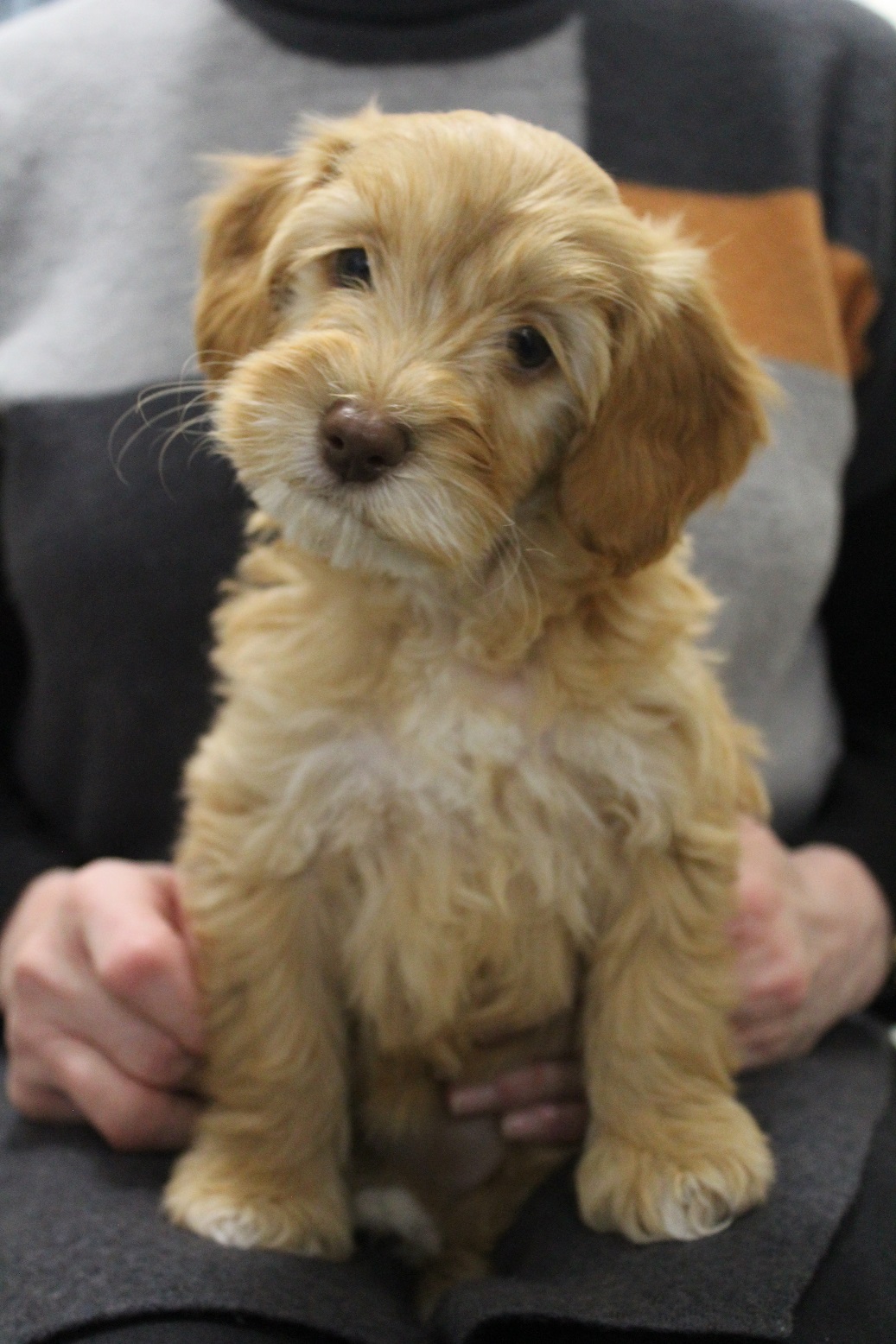 Caramel labradoodle puppies for sale sales